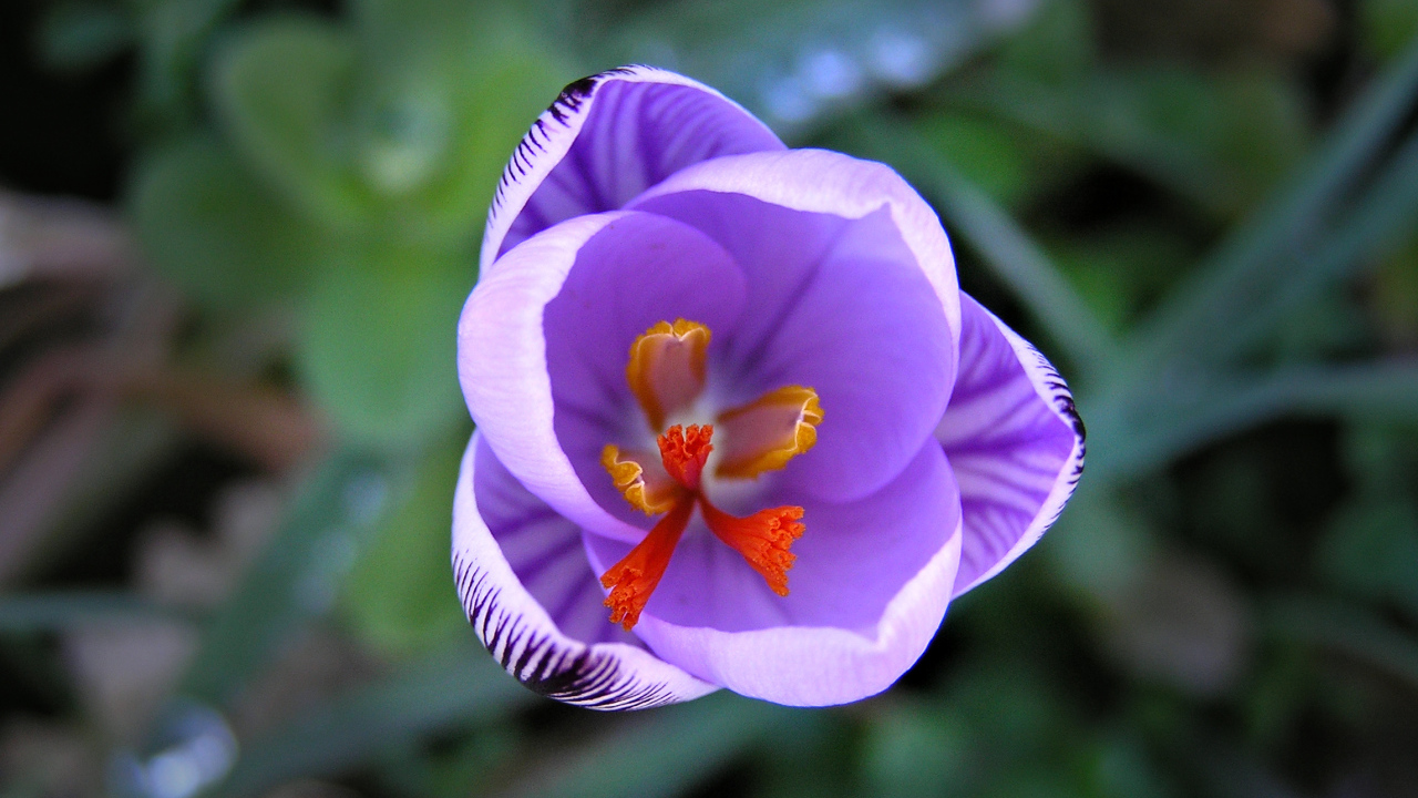 На поляне цветок шафран