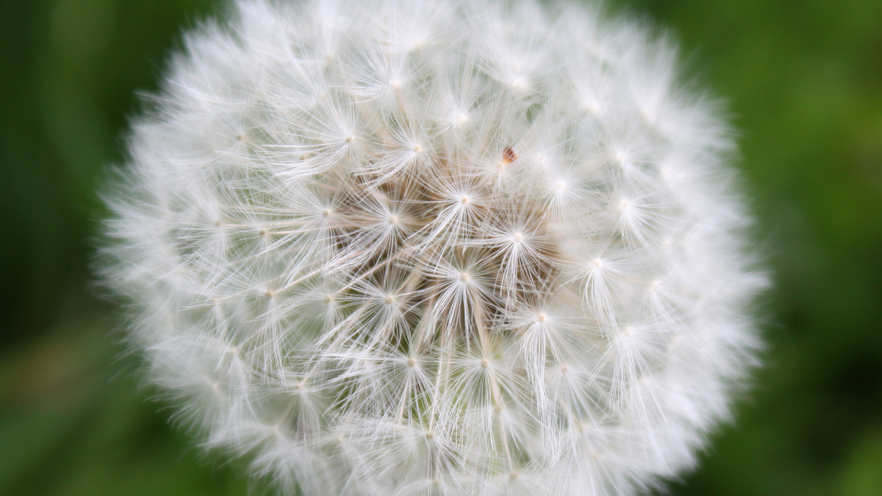 На газоне красивый козлобородник (большой одуванчик) 