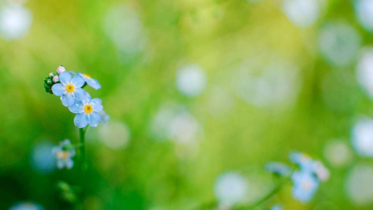 На лужайке красивые цветы незабудки