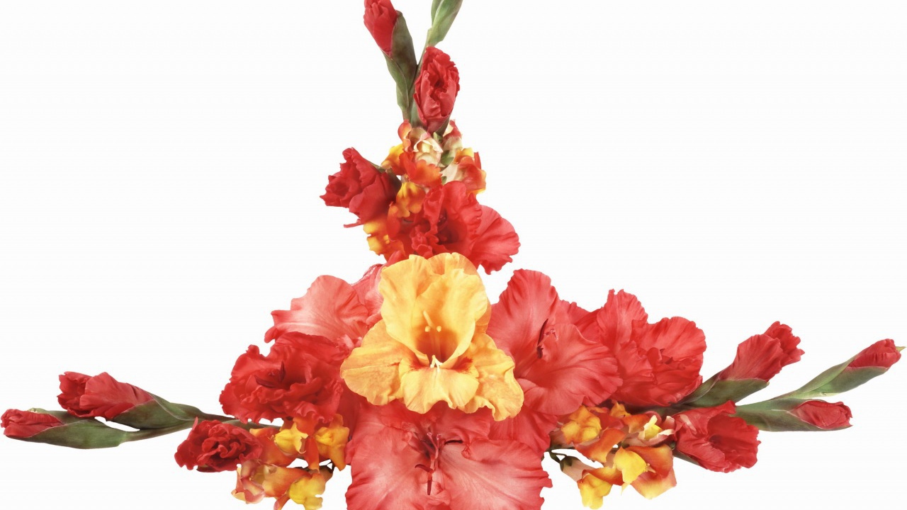 Оранжевые и красные гладиолусы