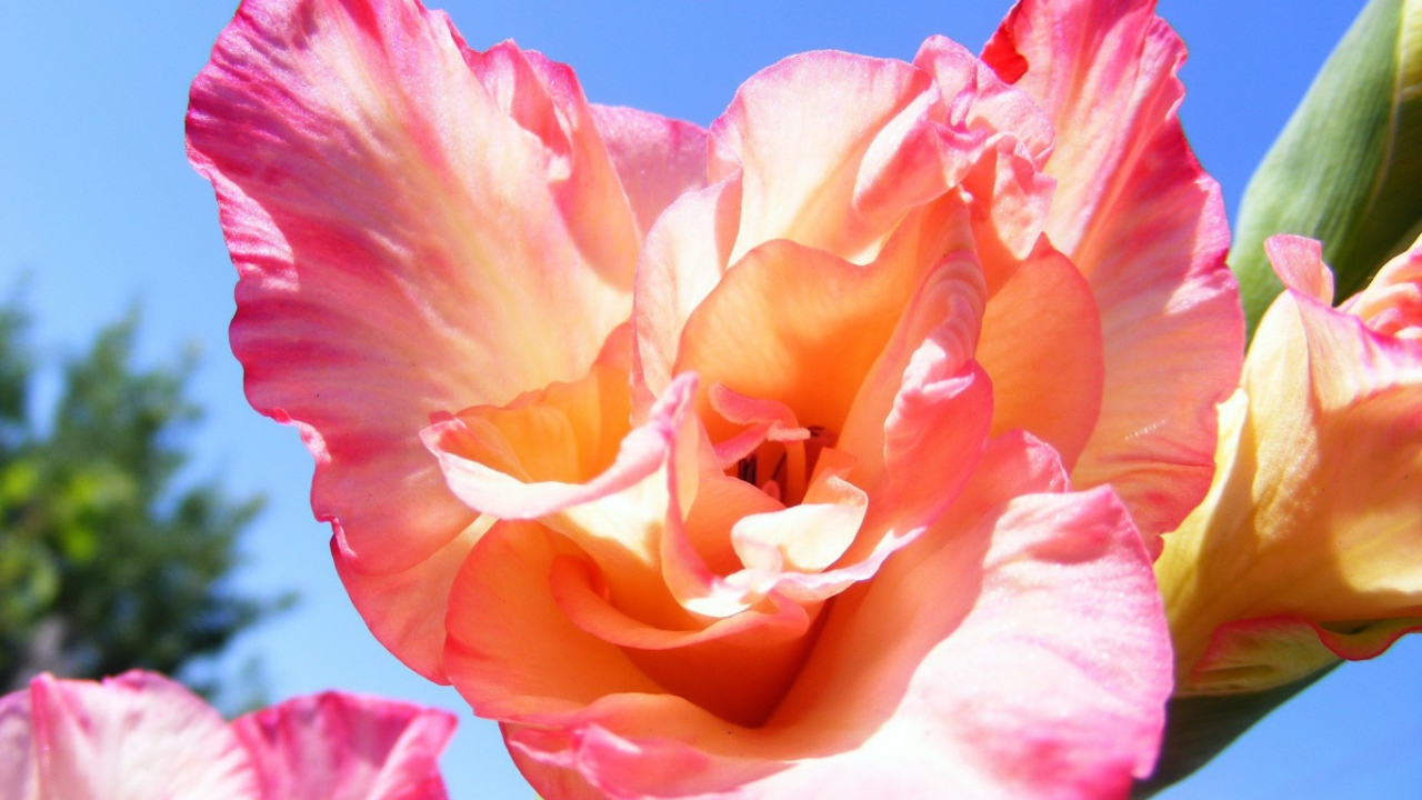 Цветок оранжевого гладиолуса