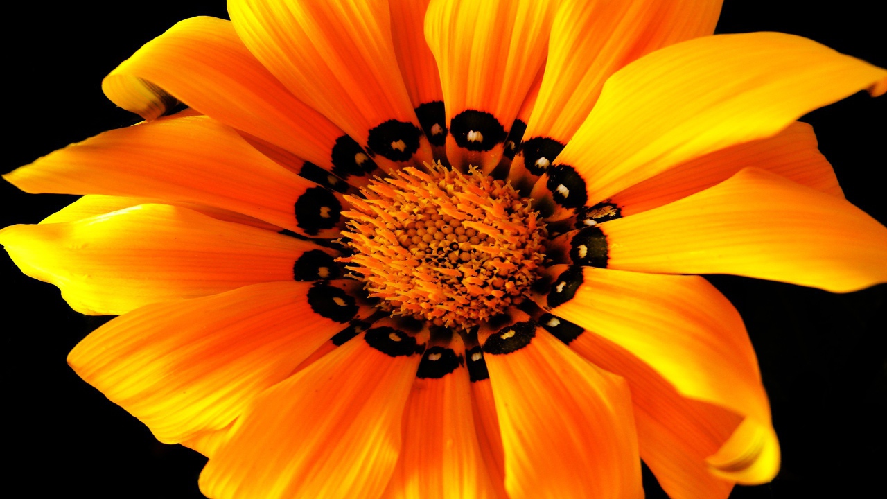 Оранжевый цветок на черном фоне