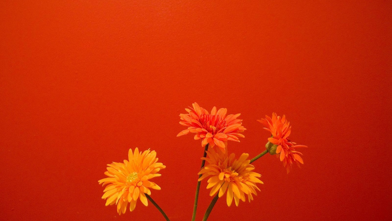 Оранжевые цветы на красном фоне