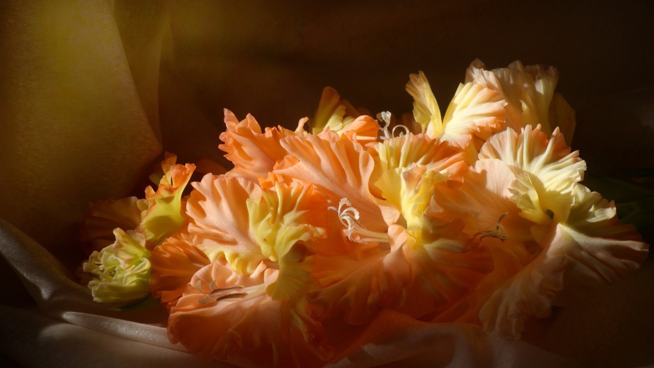 Оранжевые гладиолусы в лучах солнца