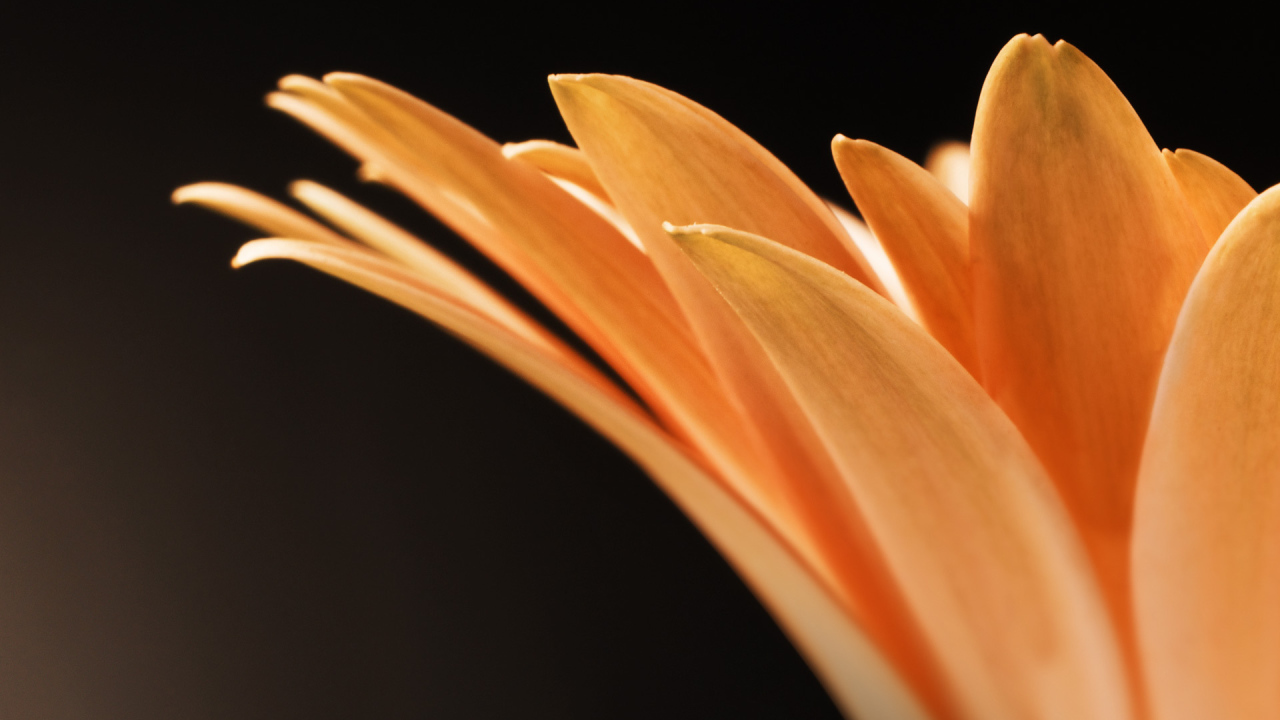 Оранжевые лепестки цветка