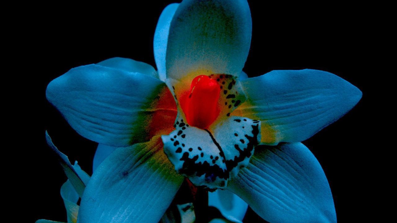 Orchid on a black background