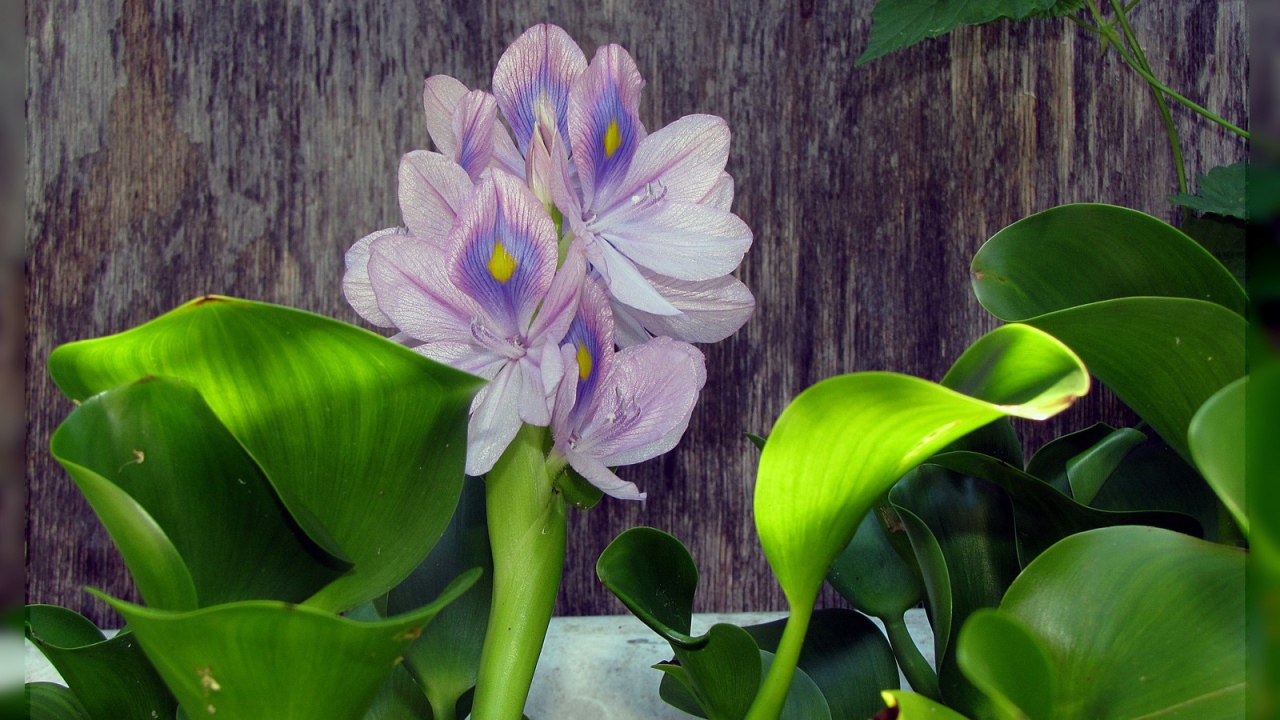 Цветок гиацинт восточный