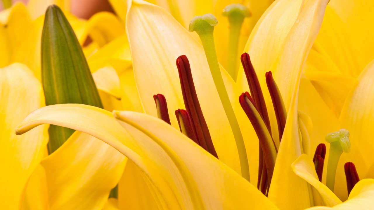 Восточная лилия