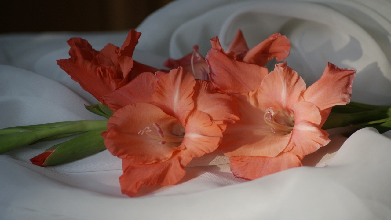 Пара оранжевых гладиолусов