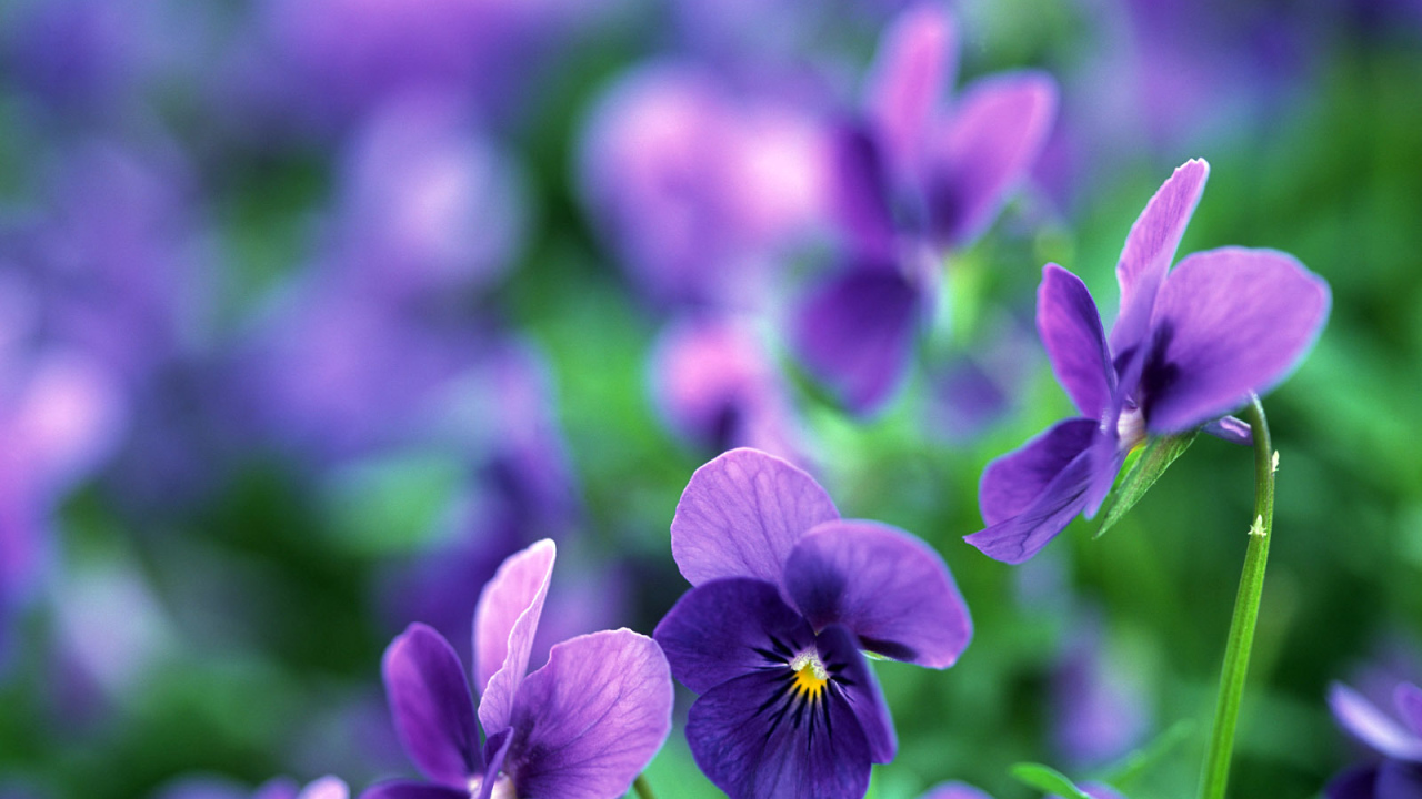 Цветы анютины глазки в саду