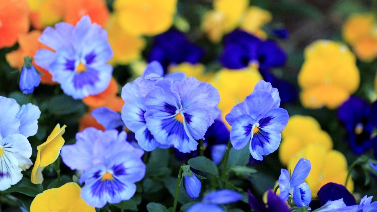 Цветы анютины глазки весной в саду