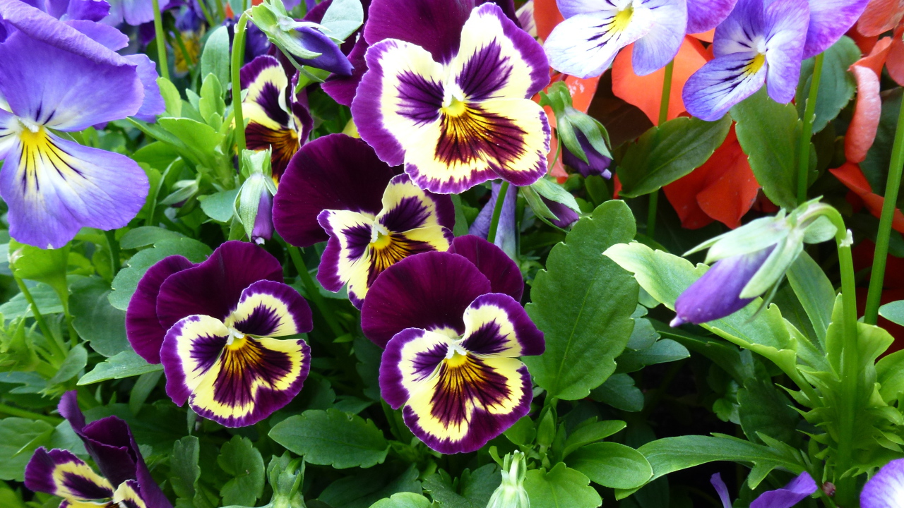 Цветы анютины глазки расцвели в лесу