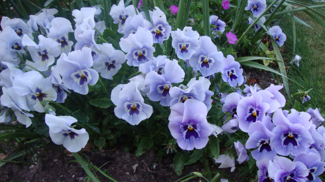 Цветы анютины глазки в лесу