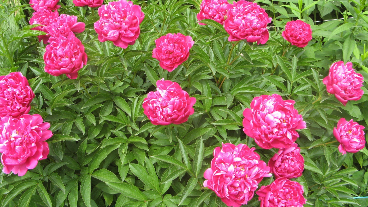 Цветы пионы в моем саду