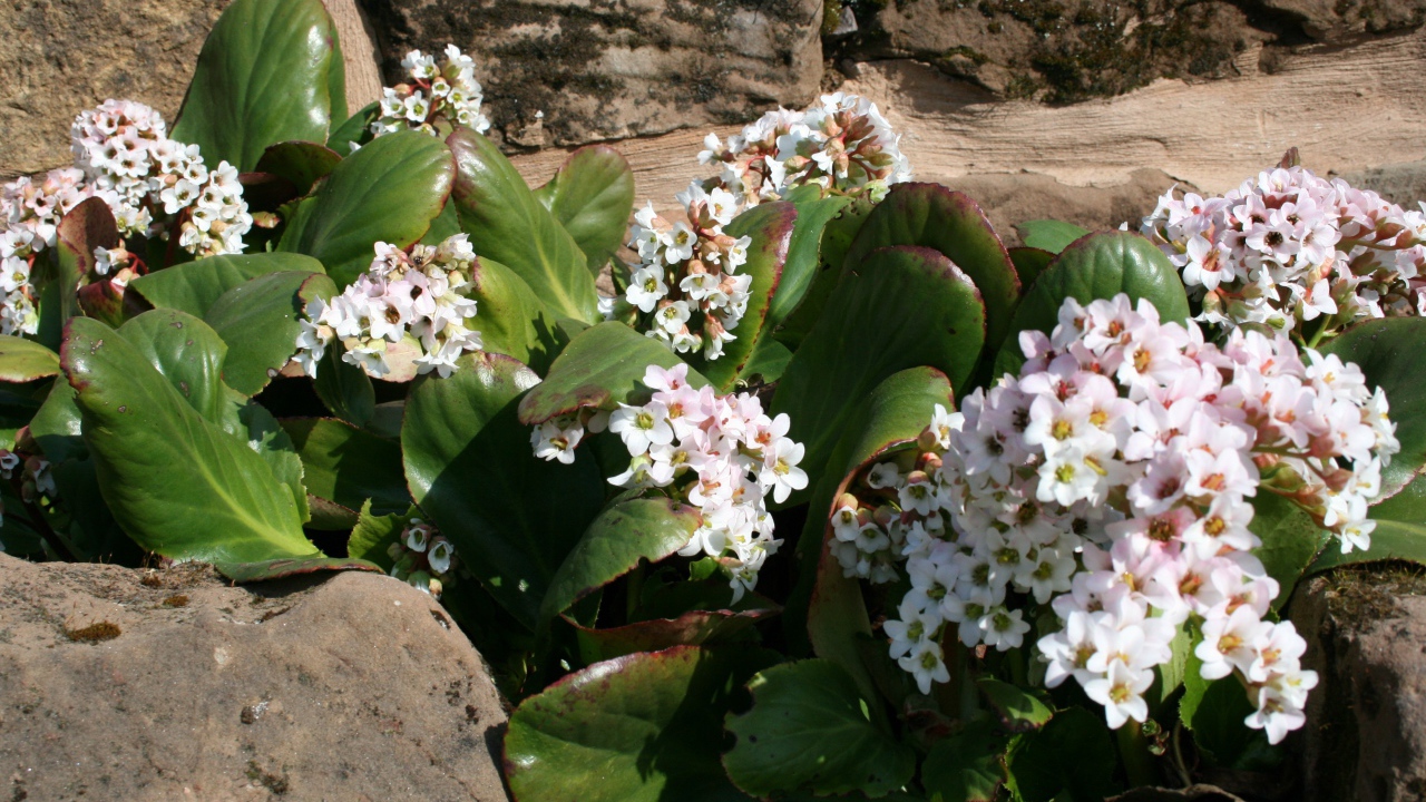 Бадан многолетнее растение