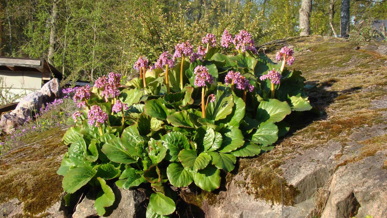 Многолетнее растение бадан в парке