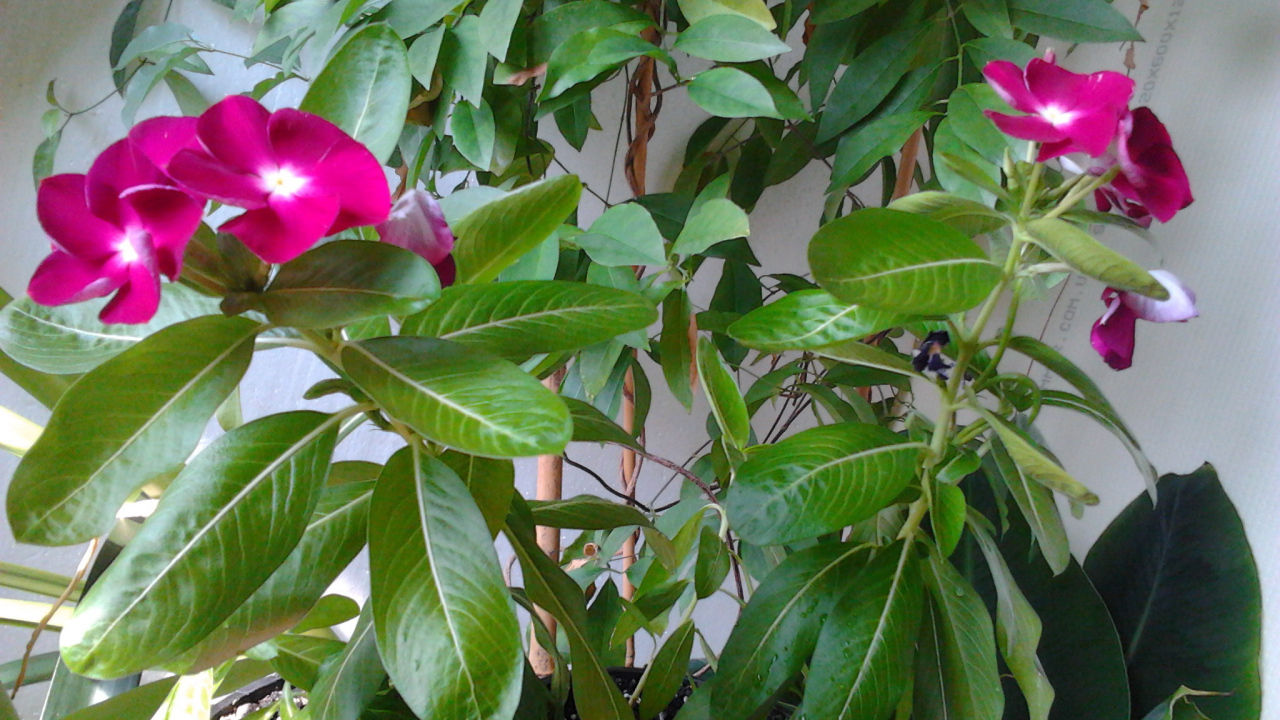 Садовые цветы барвинок на дачном участке