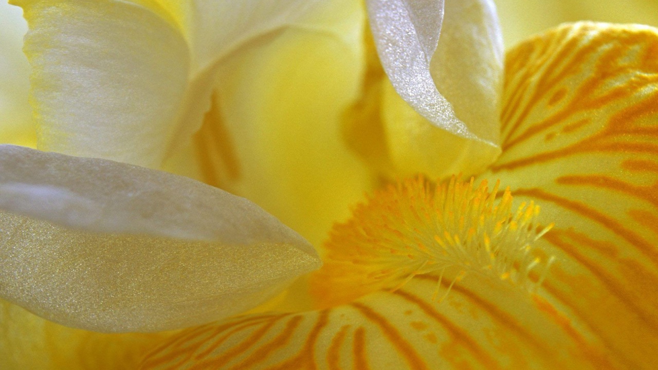 Лепестки желтого ириса