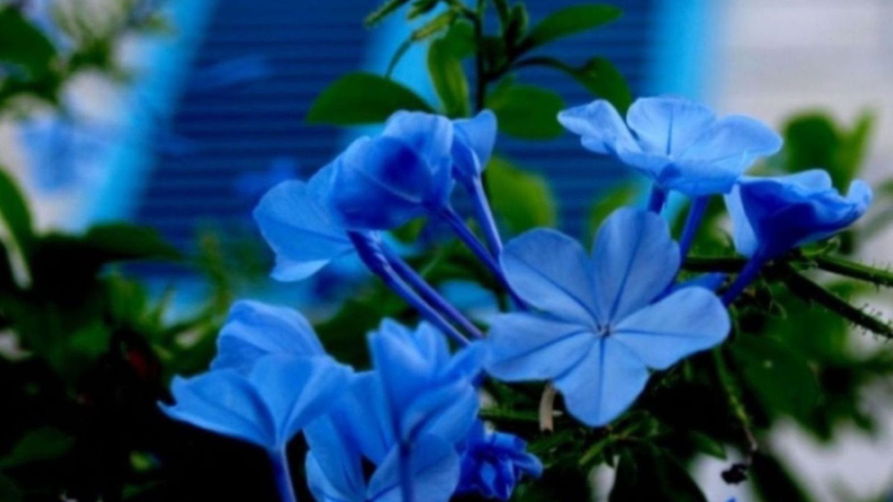 Цветы флокс весной на поляне