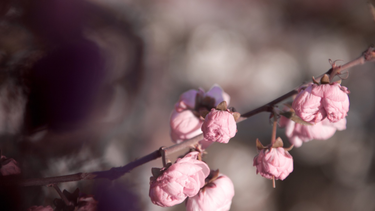 Розовые бутоны на ветке