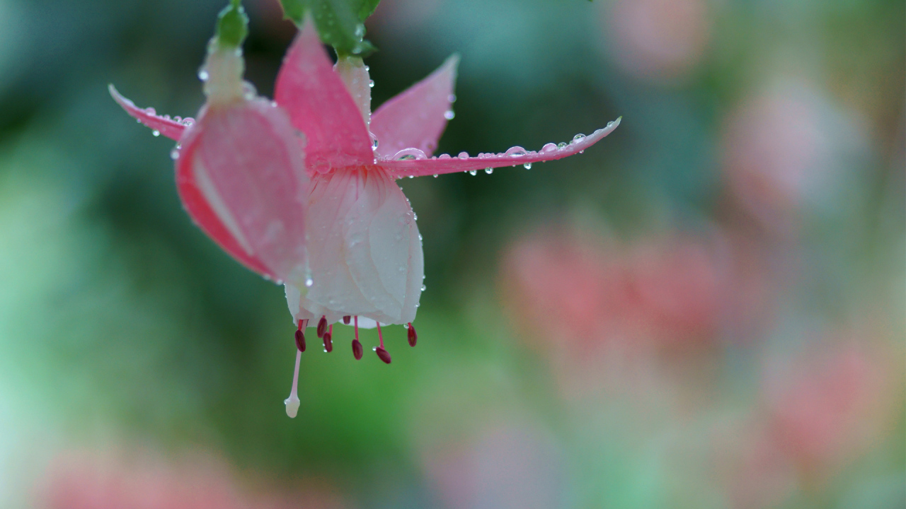 Розовый цветок