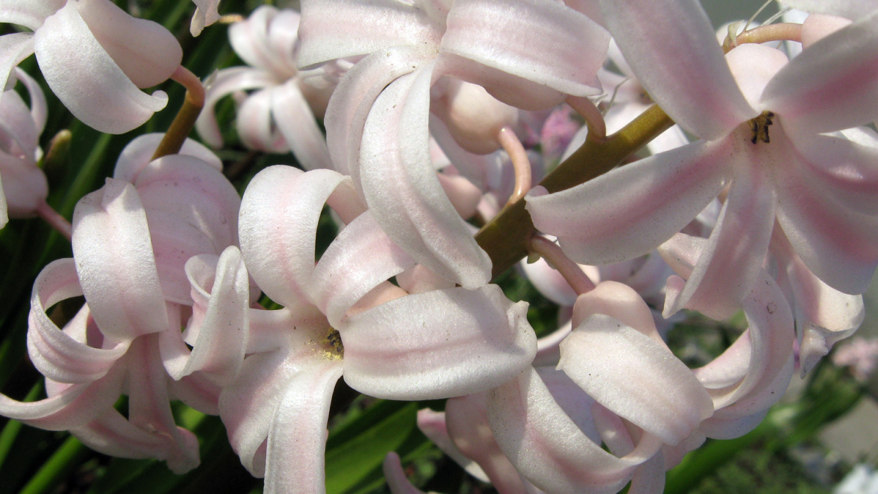 Розовый гиацинт на поляне