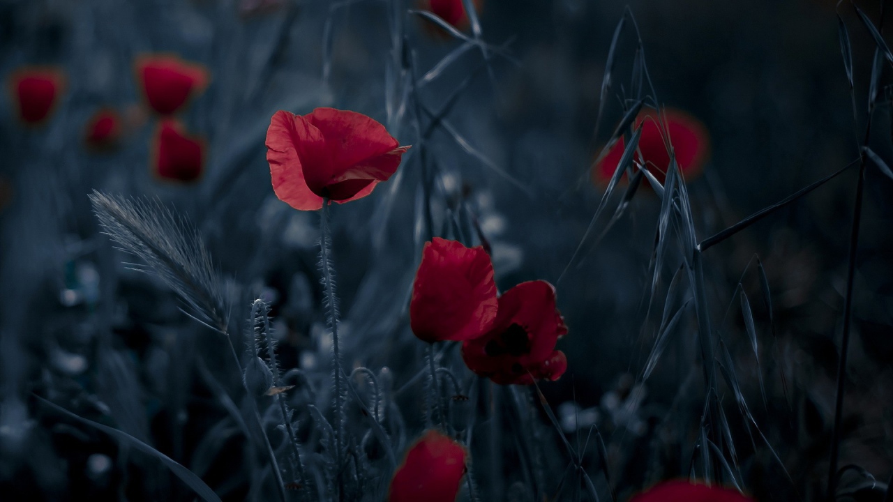 Маки на ночном поле