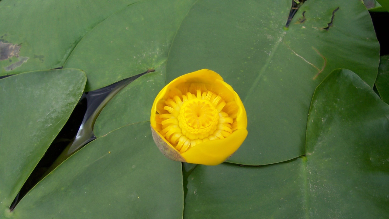 Кубышка красивый цветок