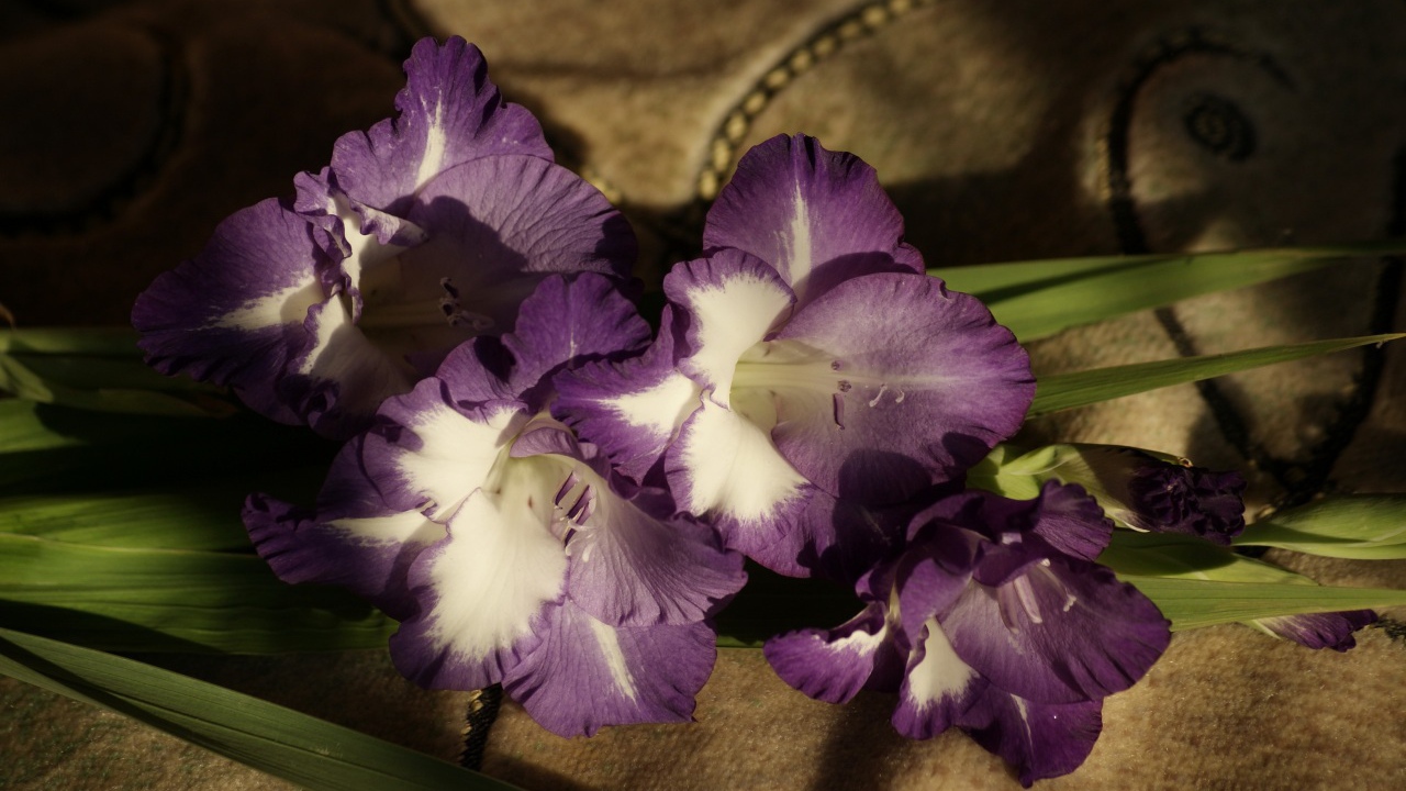 Фиолетовые цветы гладиолуса