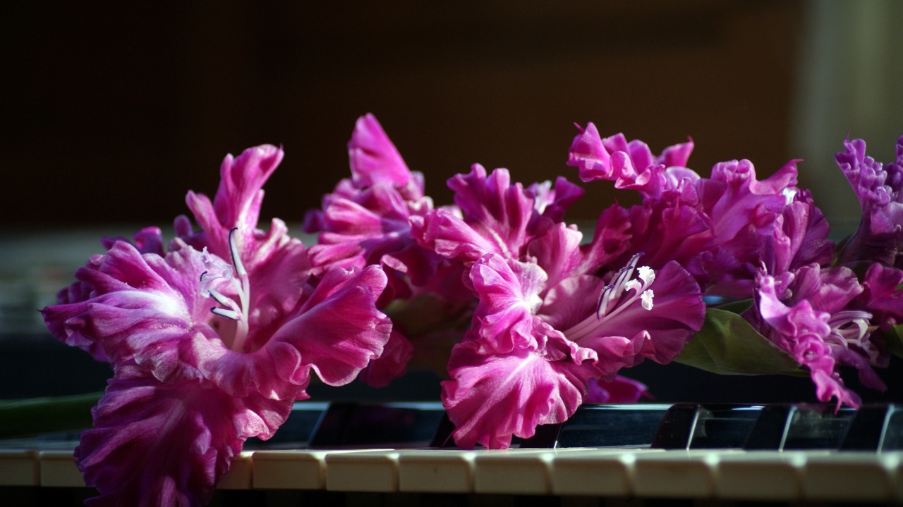 Сиреневые цветы гладиолуса