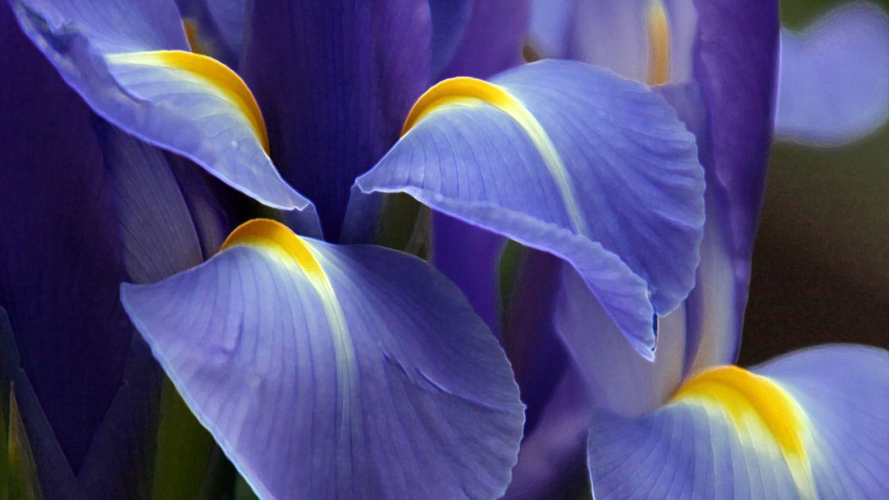 Великолепный фиолетовый цветок