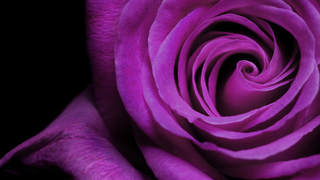 Фиолетовая роза крупным планом на чёрном фоне
