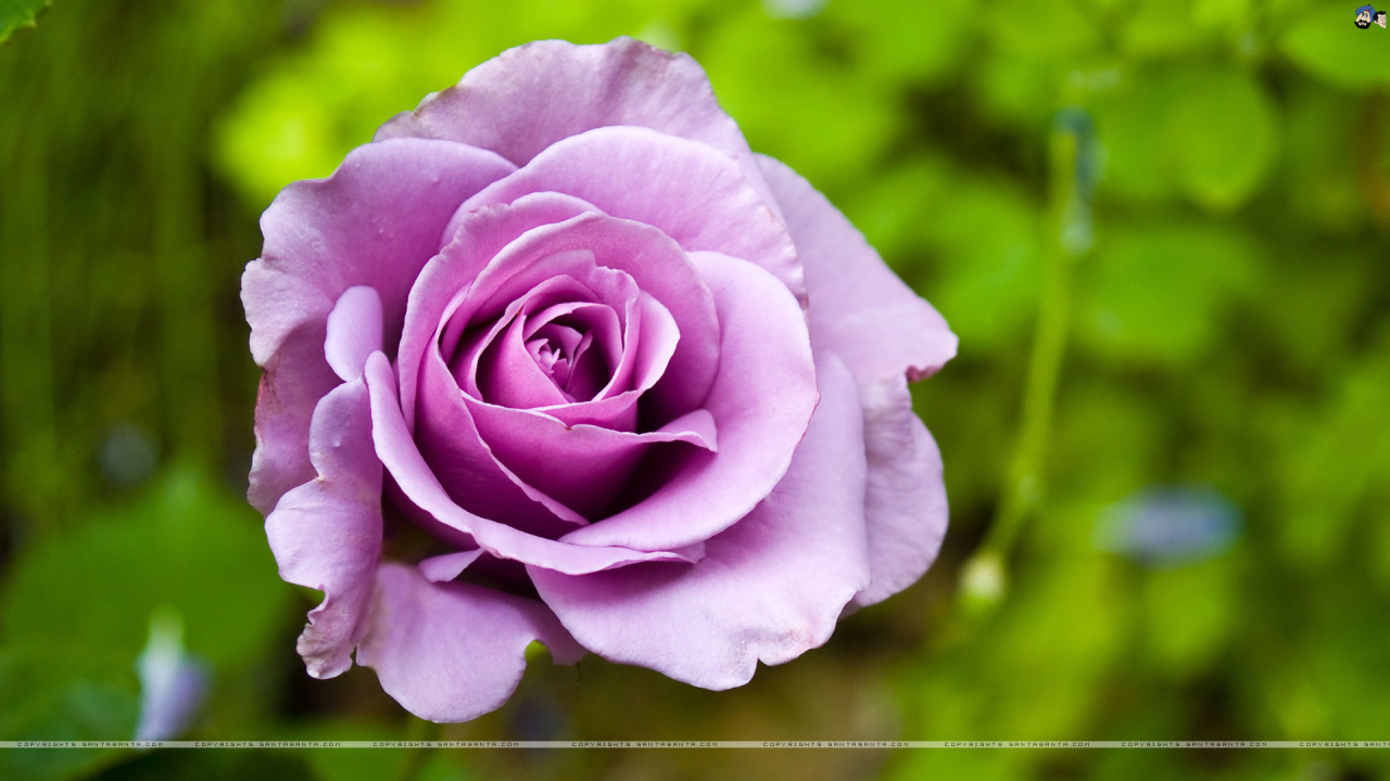 Фиолетовая роза в клумбе на фоне зелени