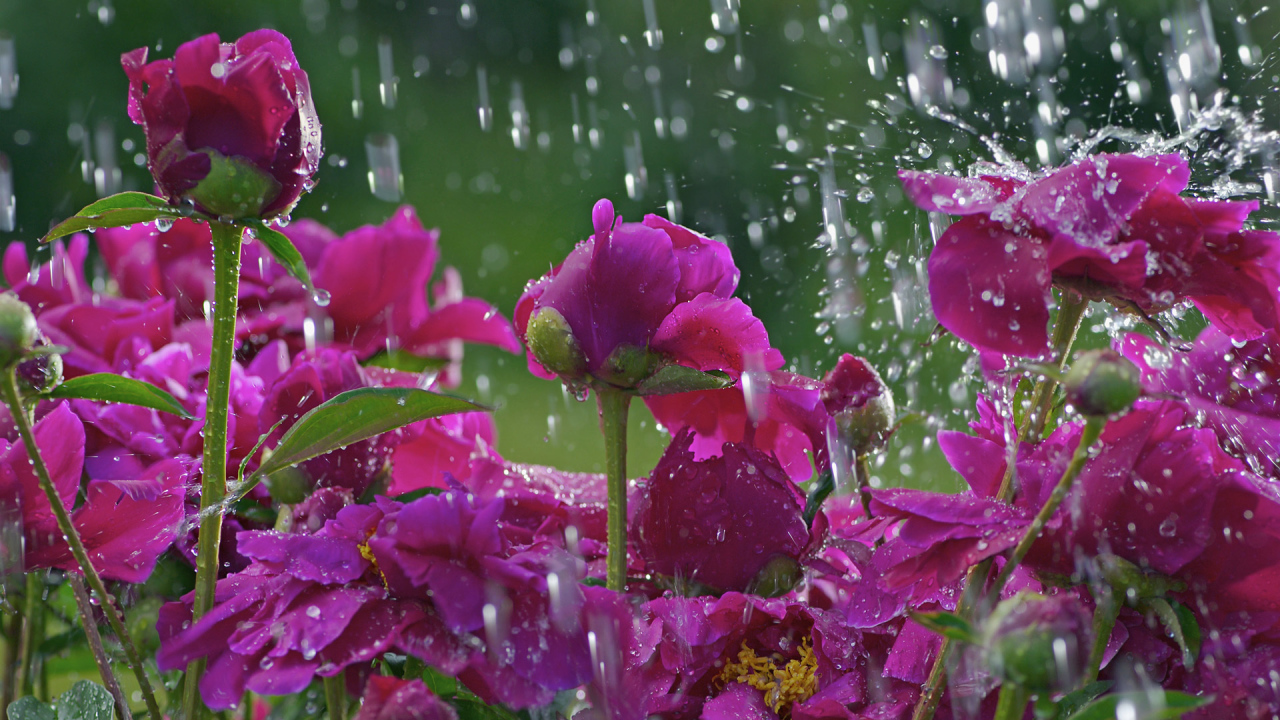Фиолетовые розы под дождём