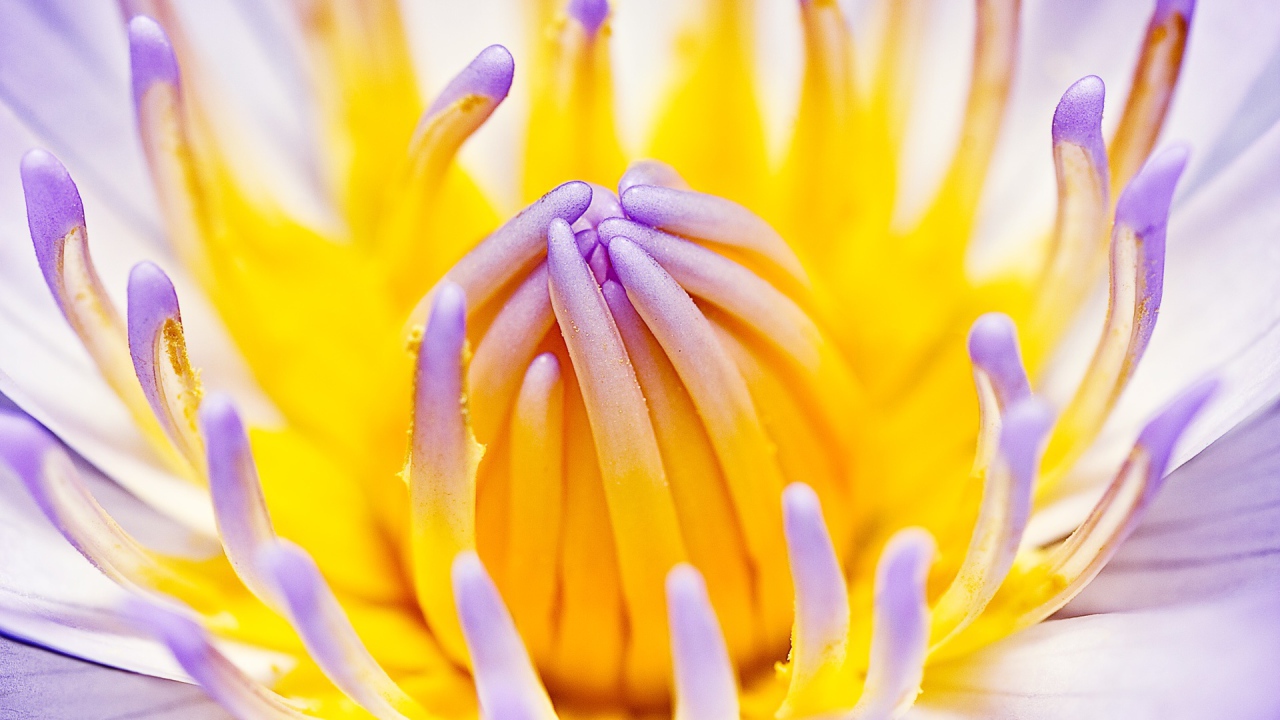 Фиолетовая водная лилия