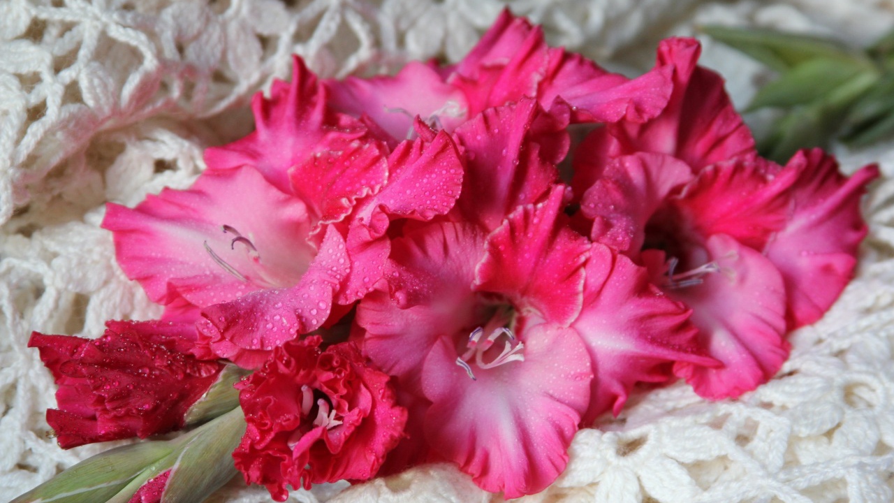 Красные гладиолусы на скатерти