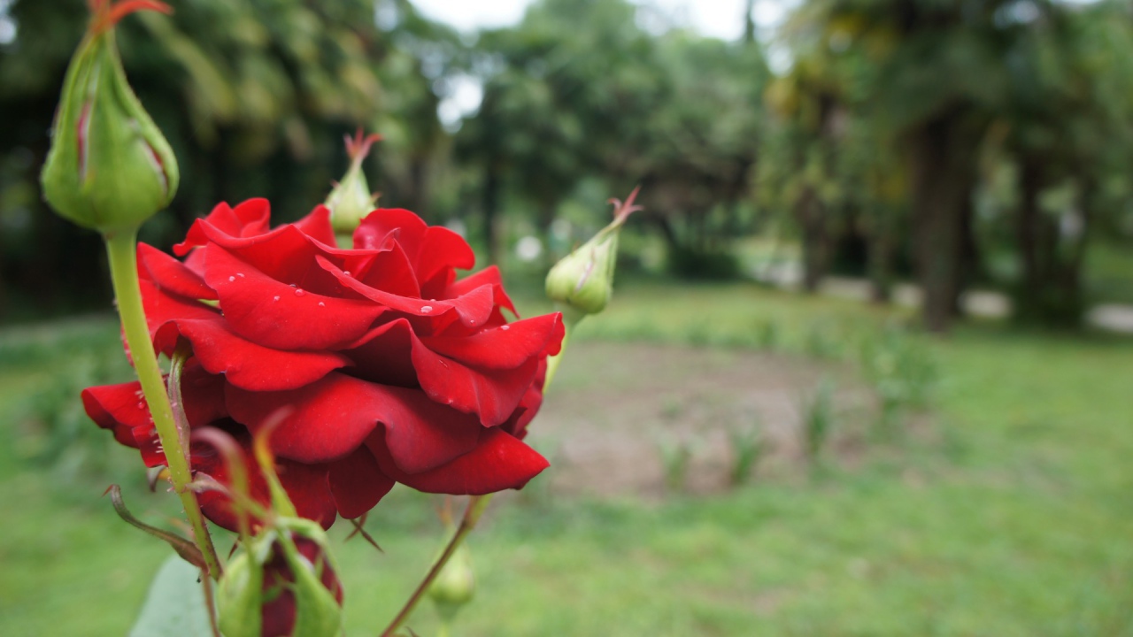 Красная роза на фоне деревьев