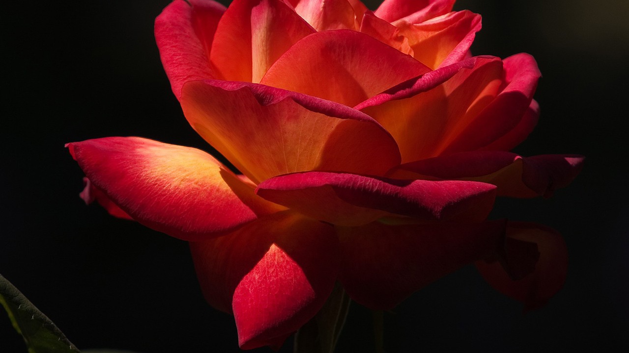 Красная роза на черном фоне