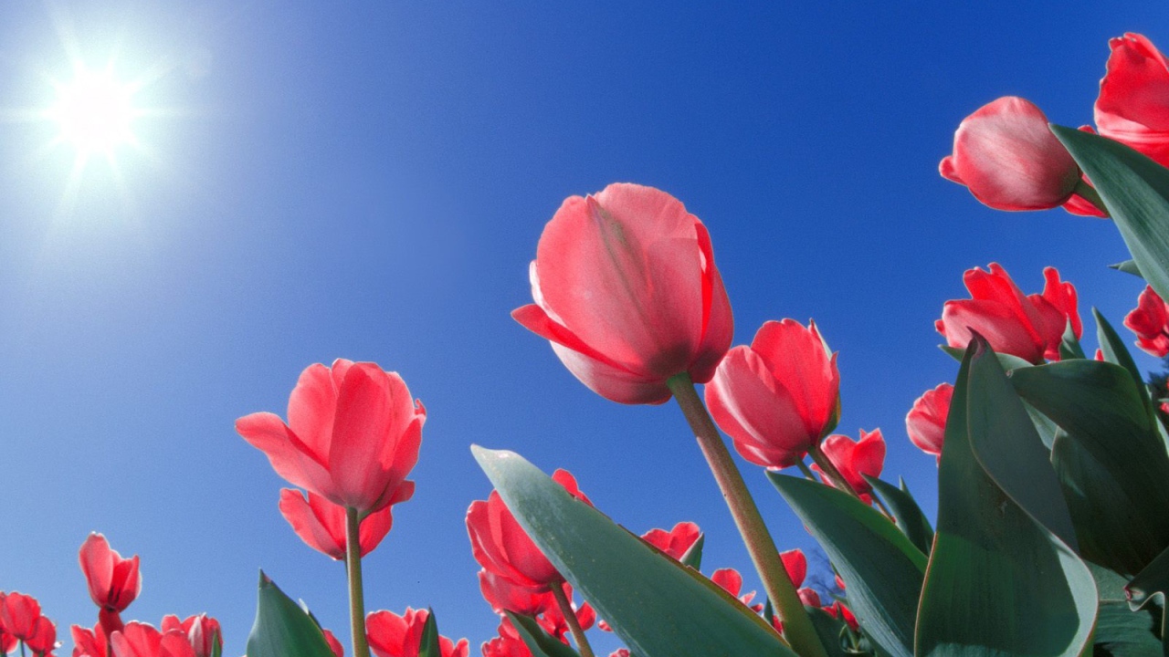 Красные тюльпаны из Огайо