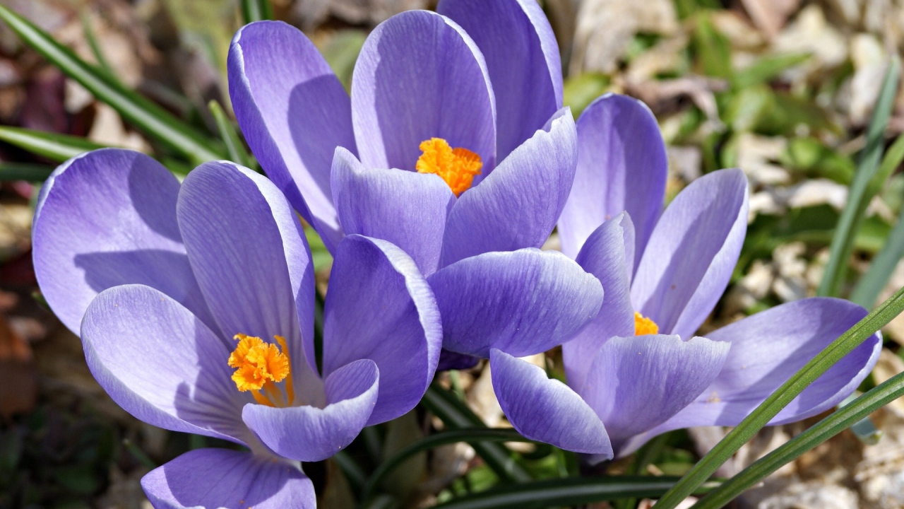 Цветы шафран в саду