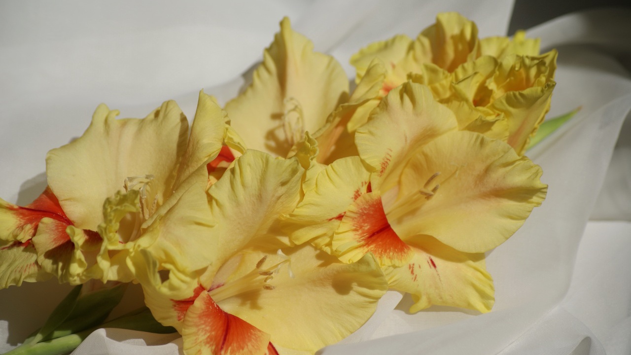 Несколько желтых гладиолусов