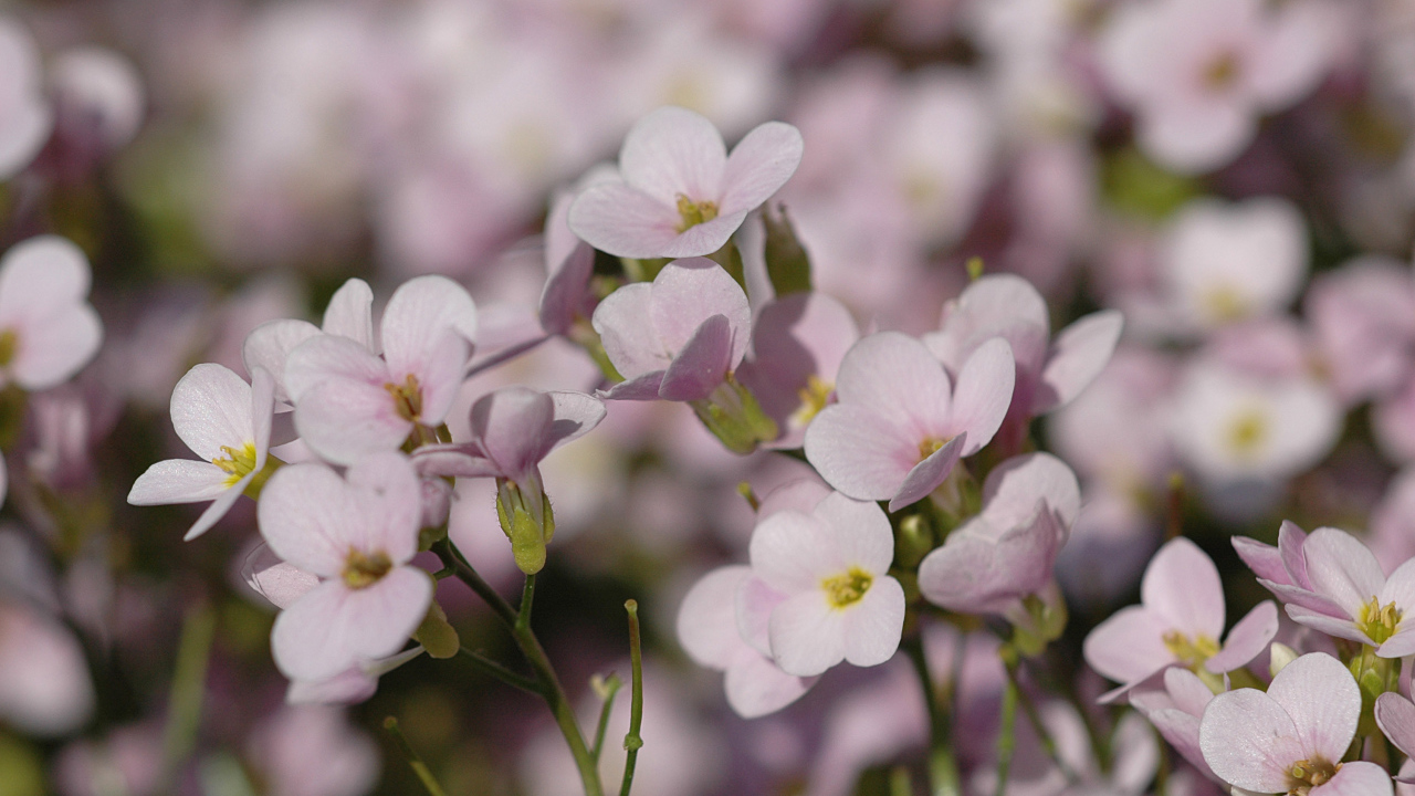 Цветы резуха на поляне