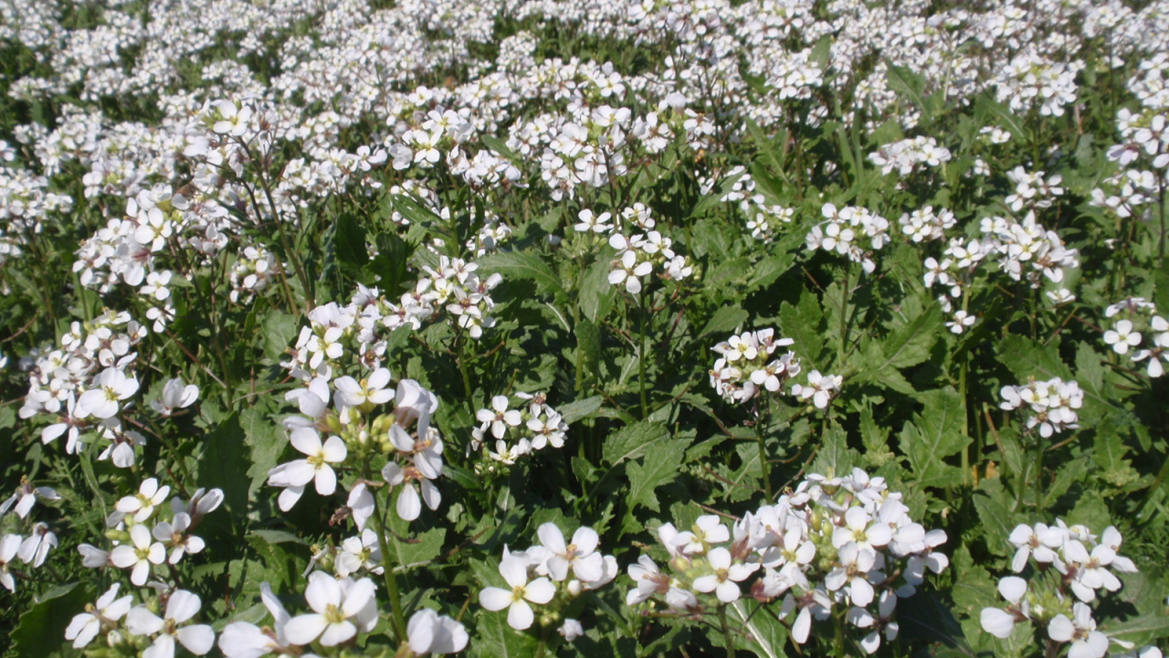 Резуха на поляне