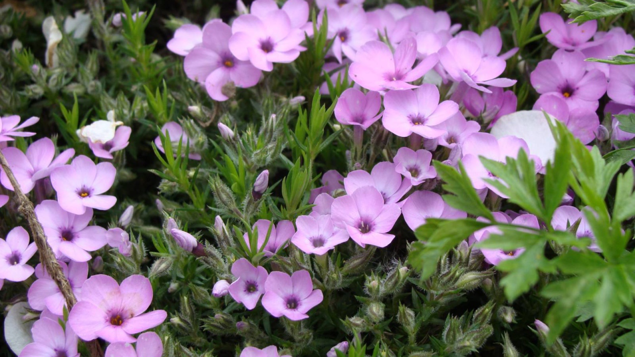 Растение резуха в саду