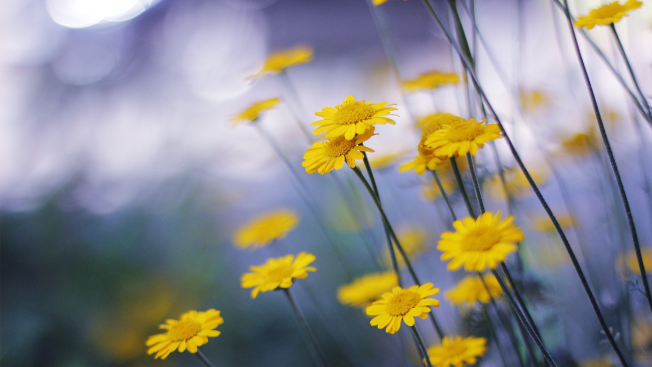 Mаленькие головки цветов