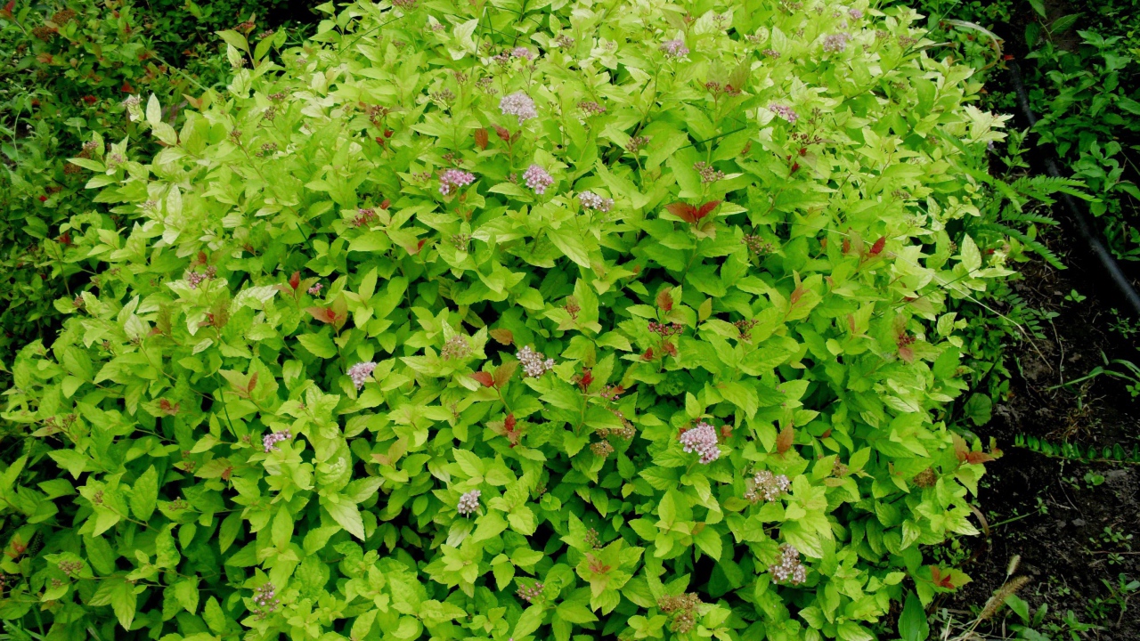 Красивое растение спирея на клумбе в саду