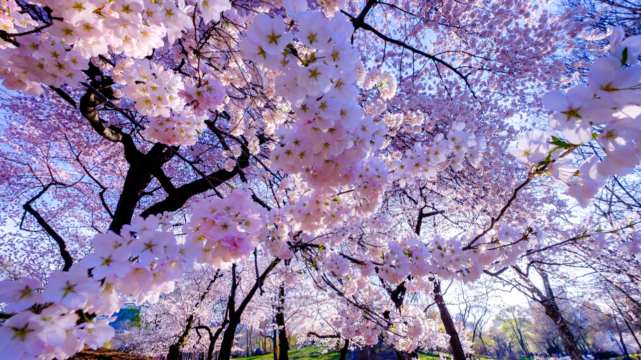 Весенние вишневые цветы