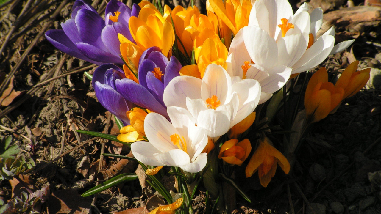 Весенний шафран (крокус)