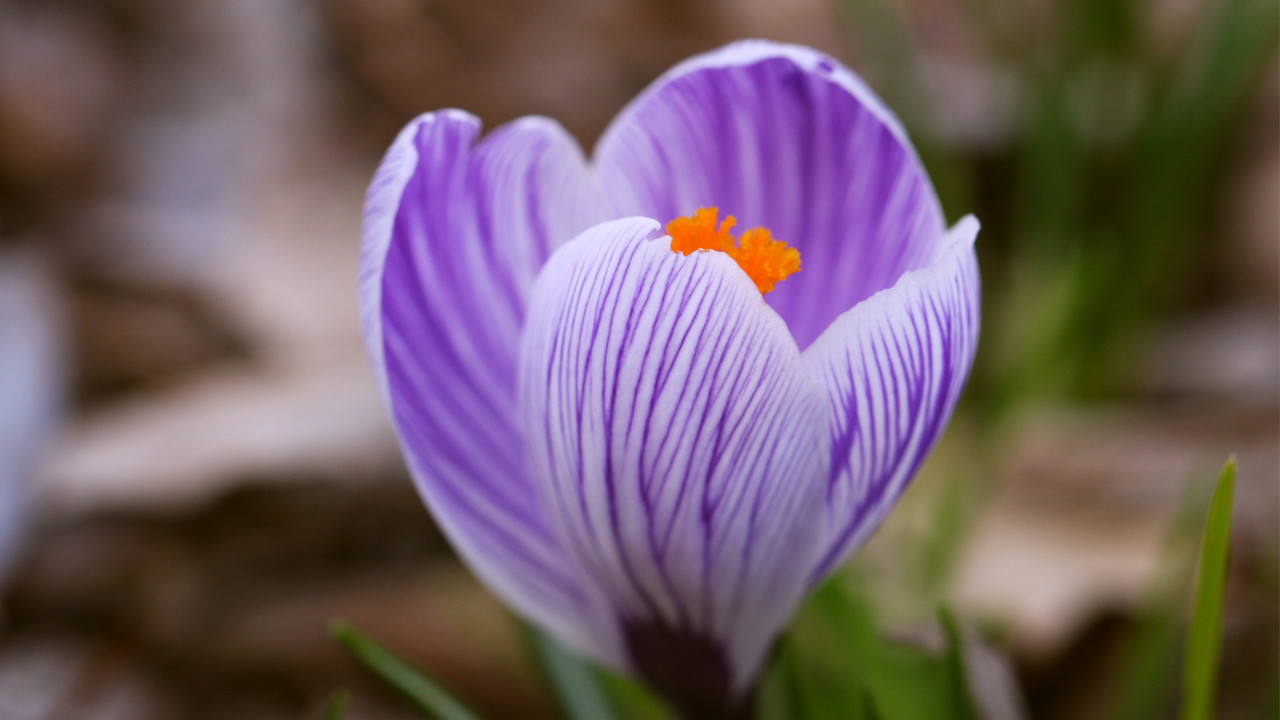 Весенний цветок крокус на газоне