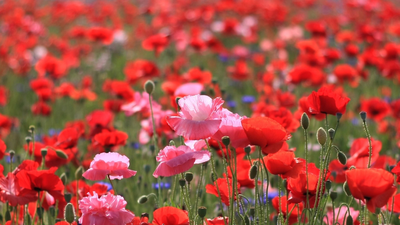 Весеннее поле цветов мака